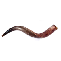 Yemenite Shofar Kudu Horn- Half Polished  26