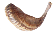 Ram Horn Shofar Light Brown Natural Color Half Polish 15