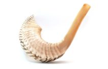 Ram Horn Shofar  Natural Color Half  Polished 19